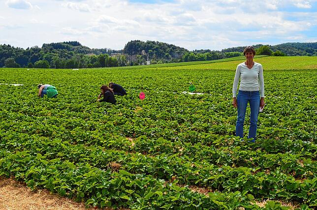 Auf den Erdbeerfeldern zum Selbstpflücken ist viel los. Katja Hertell vom Bruderhof freut sich, dass die Menschen sich an die Regeln halten.