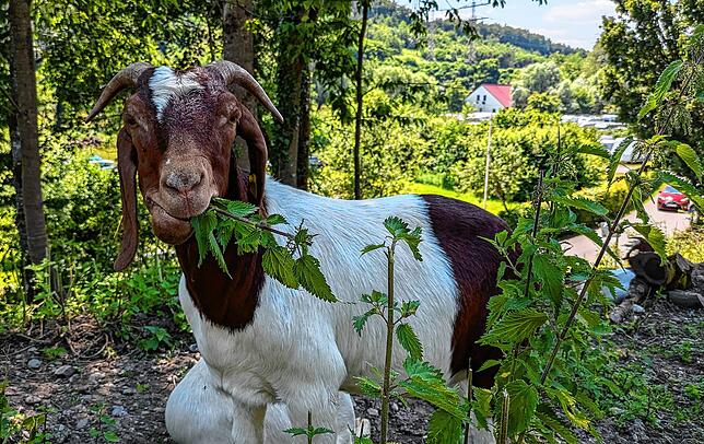 Ein leckerer Snack für eine Ziege. Besonders den dichten Brennnesselbewuchs fraßen die Tiere in den vergangenen Wochen ab.
