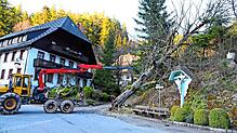 Die Linde neben dem ehemaligen Gasthaus „Rössle“ wird von Simon Echle mithilfe schweren Geräts in wenigen Minuten entfernt – Ameisen ...