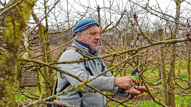 Obstbauer Bernhard Kitt schneidet seine Kirschbäume. Seine Familie wurde schon im 14. Jahrhundert urkundlich erwähnt.