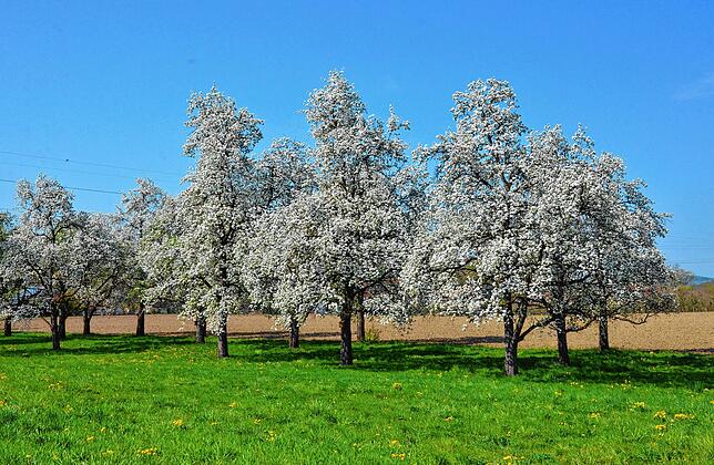 Die Apfelblüte findet aber auch in Markdorf statt.
