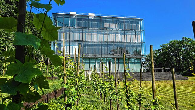 Vorne wachsen Weinreben, drinnen wird gelehrt: Der See-Campus der Zeppelin-Universität Friedrichshafen besticht durch seine herrliche ...