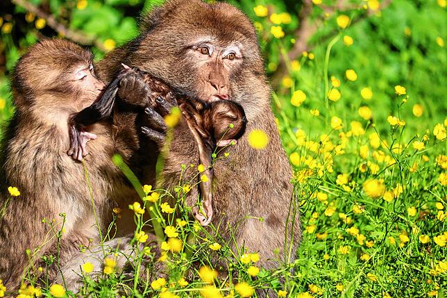 Dieses Bild entstand im Frühjahr: Ein Männchen kümmert sich hier um ein wenige Tage altes Berberaffenbaby.