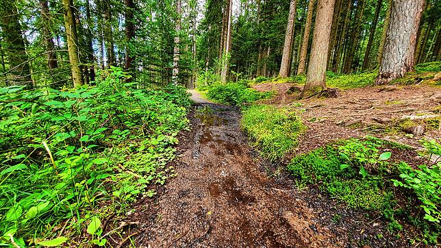 Der Genießerweg zum Villinger Uhustein: Schlammstrecken wie hier sind keine Seltenheit. Schotter würde das Siegel gefährden, sagt ...