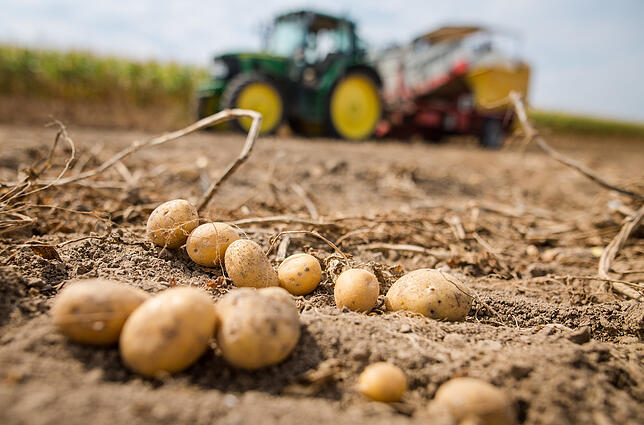 Ein Traktor mit einer Vollerntemaschine für Kartoffeln fährt über ein Feld.