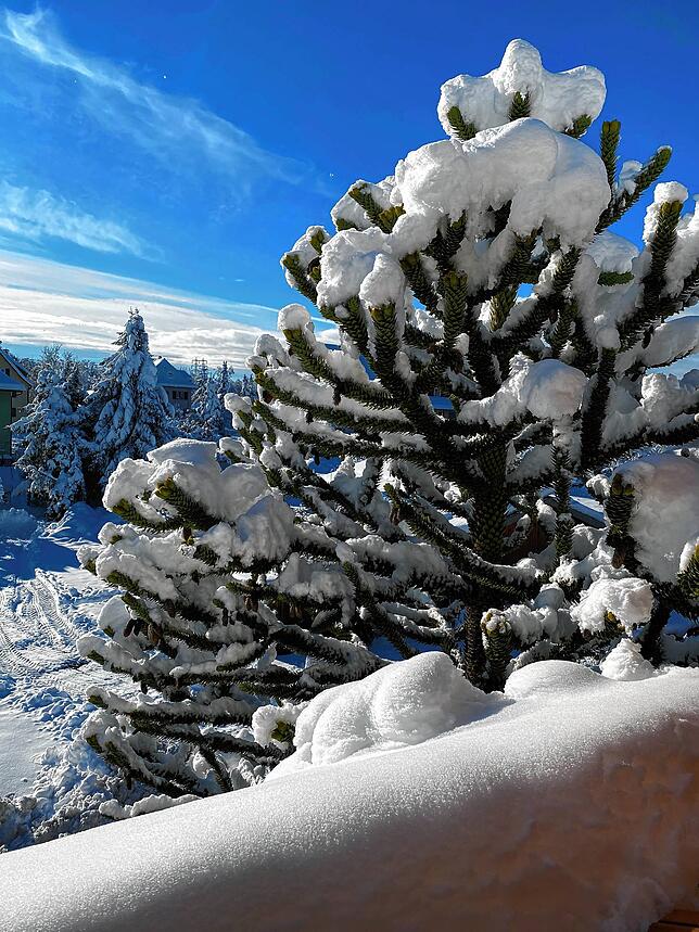 Im Albbrucker Ortsteil Alb bildet der Schnee auf diesem Baum einen schönen Kontrast zum blauen Himmel.