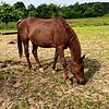 Der Araberhengst Antar auf dem Pferdehof Bodenwald bei der Bisonstube in Bodman. Das Tier wird gesucht. Bild: Anne Eberhard