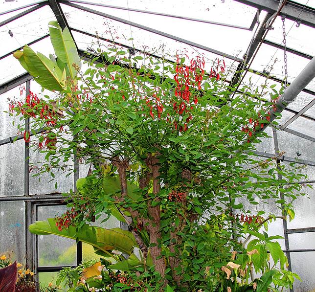 Dieser Korallenbaum ist bereits ausgewachsen und bringt einige der roten Blüten hervor.