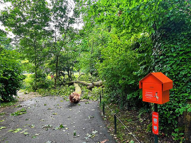 Der Sturmabend hat im Tierpark Lange Erlen in Basel seine Spuren hinterlassen: Bäume wurden entwurzelt, Äste abgerissen und Gehegezäune ...