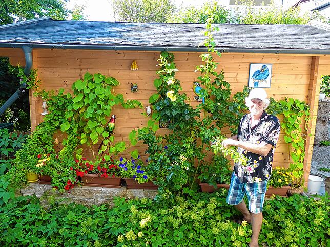 Schnell erobern sich die gelben Rosen die langweilige Gartenhäuschenwand. Zusätzlich bunt wird es durch Deko-Papageien.