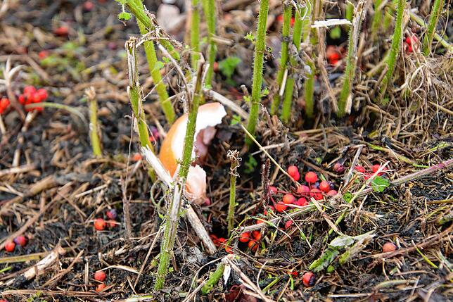 Eine Orangenschale im Gras: Müll findet man auf dem Rastplatz Räthisgraben ansonsten kaum.