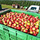 Frost und Regen im Frühjahr sorgten für eine geringere Apfelernte 2021 bei den Obst- und Gemüsegenossenschaften in Baden-Württemberg.
