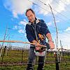 Winzer Thomas Geiger aus Meersburg-Riedetsweiler beim Binden der Ruten. Hier befestigt er die Rute zu einem Flachbogen.