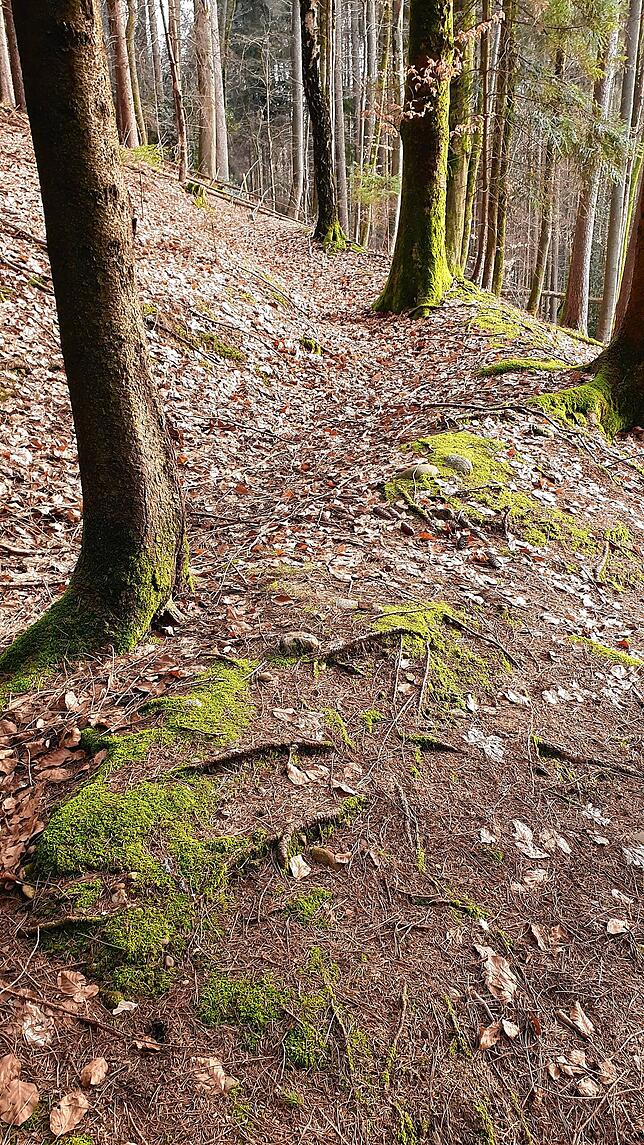 Ein weiterer Überrest des Landhages bei Kiesenbach-Albbruck, Blick nach Osten Richtung Schweizermatten.