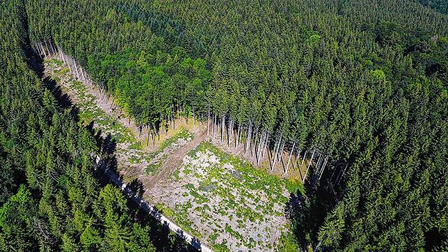 Das Luftbild von der Länge zeigt die im Februar 2018 gerodete Stelle für den Windpark Länge. Die braunen Fichten sind vom Borkenkäfer ...