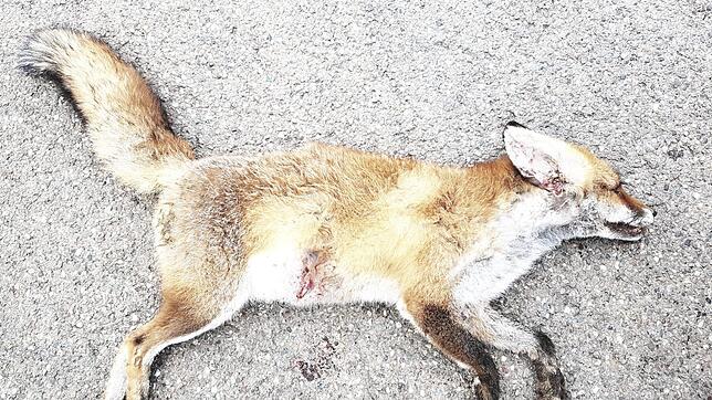 Bild : Eine Gefahr oder Vorwand für das Jagdvergnügen? Die Hautkrankheit Fuchsräude sorgt für kontroverse Diskussionen