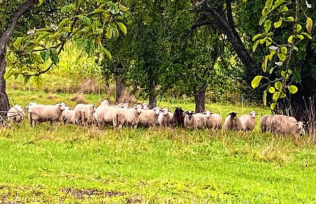 Ein Teil von Wolfgang Toths Schafen im Sommer auf einer Wiese bei Gutmadingen.