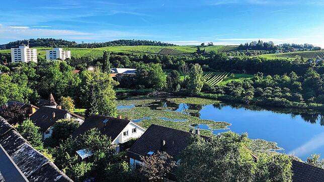 Der Siechenweiher liegt in Meersburg zwischen Wohnbebauung, Industriegebiet und B31. Während des Starkregens lief hier ein Biber der ...