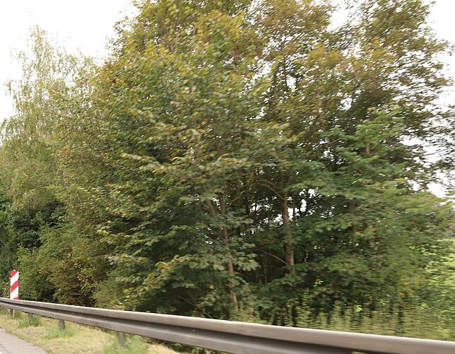 Wenn die Fahrbahn verbreitet wird, werden diese Bäume und Büsche gefällt. an der neuen Böschung erfolgt eine Ausgleichsmaßnahme mit ...