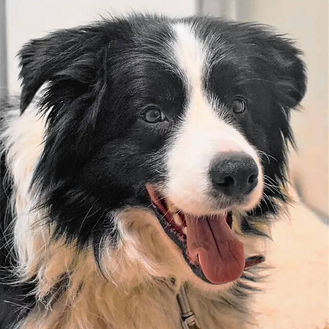 Lenny ist ein kastrierter Border Collie-Rüde, geboren am 6. Juni 2016. Lenny zeigt sich im Tierheim als zurückhaltender aber ...