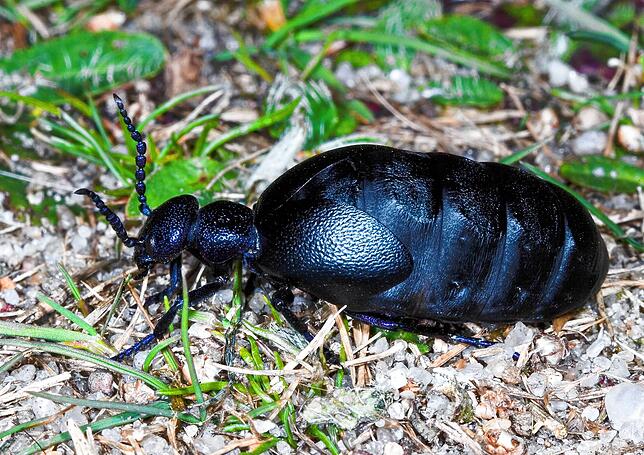 4. Schwarzblauer Ölkäfer