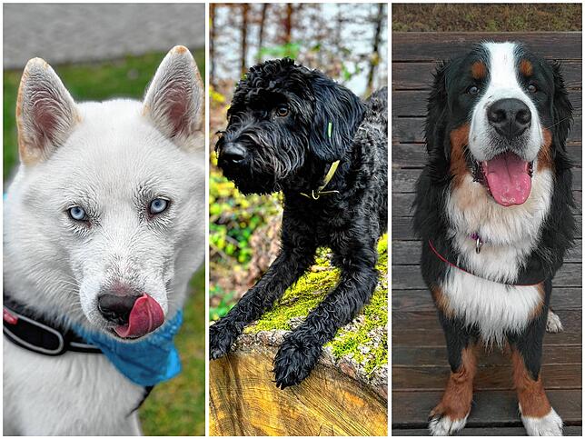Drei neue aktive Mitglieder suchen in der DLRG-Hundestaffel nach vermissten Menschen (von links): Der Husky-Mix Nanouk, der ...