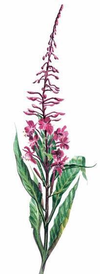 NATUR APOTHEKE