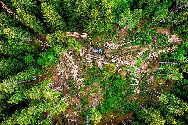 Luftbild vom Einsatz eines Holzernters (Harvester) im Wald hinter dem Walkebuck im Sommer 2020.