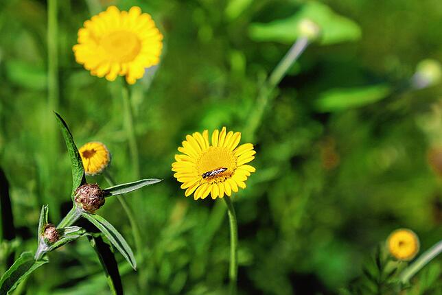 Die Blühstreifen erhöhen das Nahrungsangebot für nützliche Insekten.