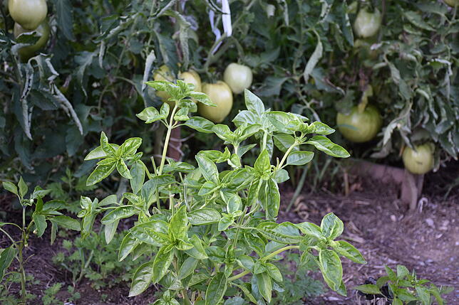 Basilikum zwischen den Tomatenpflanzen soll Ungeziefer von den Früchten weghalten.