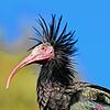 Ein Waldrapp 2019 in Heiligenberg. Dass es dieses Jahr coronabedingt wieder kein Trainingscamp in Baden-Württemberg geben wird, bremst ...