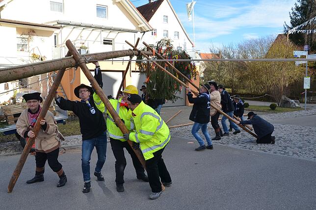 Schwerstarbeit leisten die Aasemer Narrenbaumaufsteller, bis die große Tanne auf dem Rathausplatz sicher steht. Bei herrlichem ...