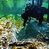 Ein Wasserarchäologe untersucht einen Einbaum im Seerhein bei Konstanz &ndash; das bislang älteste Wasserfahrzeug, das im Bodensee ...