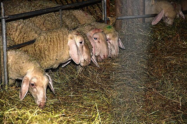 Bild 28: Voller Erfolg: Das 10. Schafstallfest der Hobixer Narrenzunft und der Familie Möll in Mainwangen