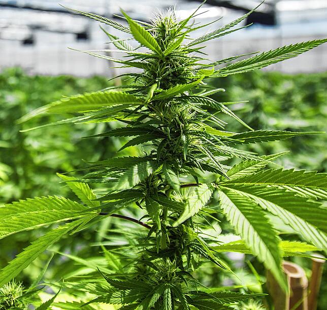 Bei der Verhandlung ging es auch darum, ob die Angeklagten am Handel von Marihuana beteiligt waren.