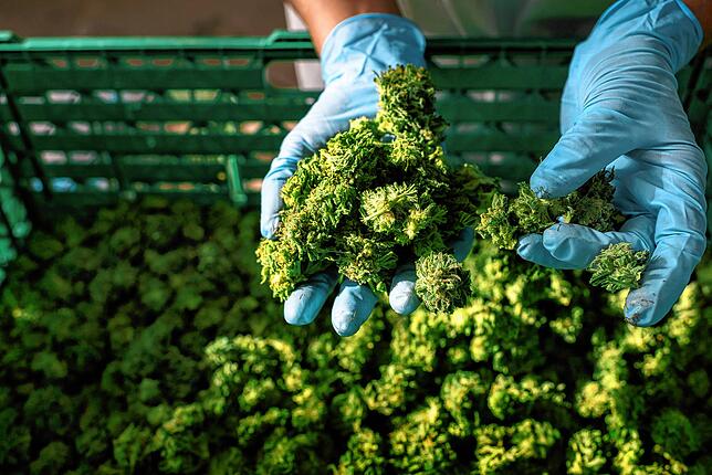 Ein Mitarbeiter des Unternehmens Medropharm in Kradolf-Schönenberg zeigt die Knospen von Cannabis sativa-Pflanzen, die für den ...