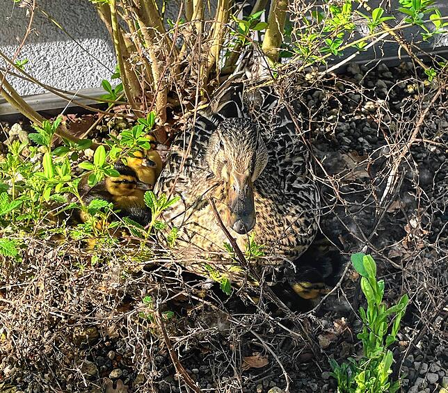 In der Fassadenbegrünung des Technischen Rathauses hat diese Ente ihre Eier ausgebrütet.