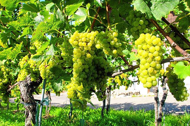 Mit dem Müller-Thurgau beginnt die Lese. An der Wanger Halde wird dieser Rebsorte auf rund 2,5 Hektar angebaut.