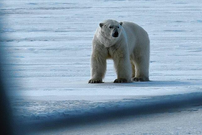 Begegnung mit einem Eisbär. In Spitzbergen fotografiert von Klaus Haberstroh.