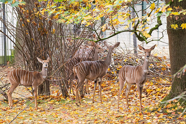 Kudus im Zoo Basel.