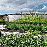 Ein Bild aus dem ersten Erntesommer: Der Marktgarten am Ortsrand von Friedingen.