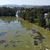 Blaualgen bilden grüne Schlieren im östlichen Teil des Riedsees. Bild: Volker Müller