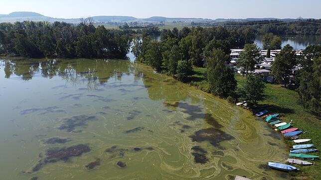 Blaualgen bilden grüne Schlieren im östlichen Teil des Riedsees. Bild: Volker Müller
