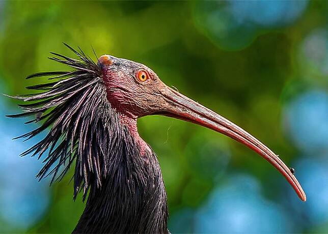 So sieht ein ausgewachsener Waldrapp aus. Dieses Foto machte Johannes Fritz, Leiter des Waldrappteams.