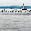 Am Bodensee wurden im Jahr 2023 insgesamt 1575 Kormoranpaare gezählt, bis 2024 sank die Zahl um neun Prozent.