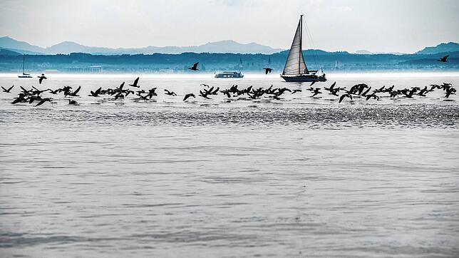 Am Bodensee wurden im Jahr 2023 insgesamt 1575 Kormoranpaare gezählt, bis 2024 sank die Zahl um neun Prozent.