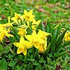 Der Frühling ist da. Mit gelb blühenden Blumen – wie schön.