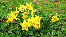 Der Frühling ist da. Mit gelb blühenden Blumen – wie schön.