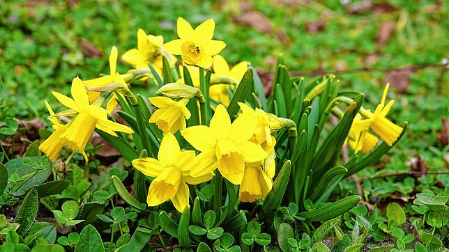 Der Frühling ist da. Mit gelb blühenden Blumen – wie schön.