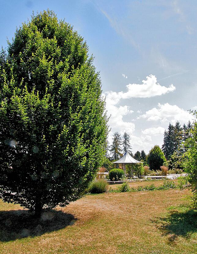 Bild 4: Rosengarten, Aussichtsturm und Spielvergnügen: So schön ist es nur auf dem Villinger Hubenloch